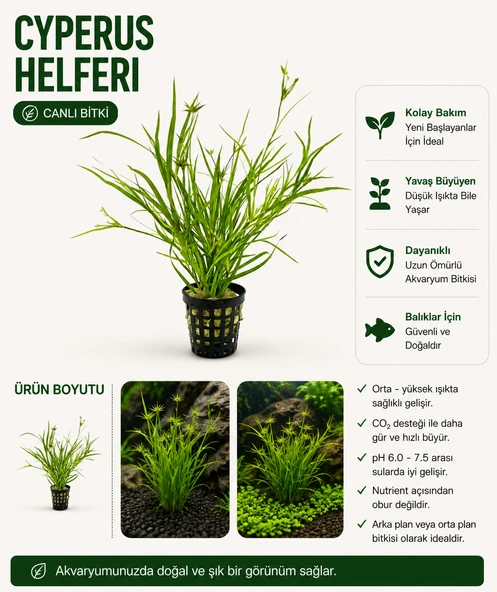 Cyperus Helferi Canlı Bitki ürün görseli 1