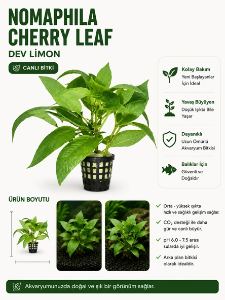 Nomaphila Cherry Leaf Dev Limon Canlı Bitki ürün görseli 1