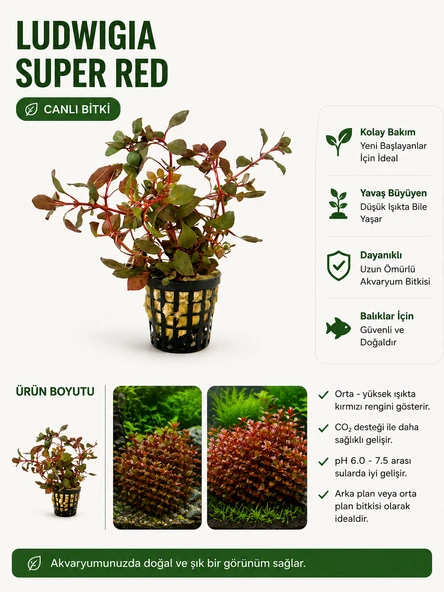 Ludwigia Super Red Canlı Biti ürün görseli 1