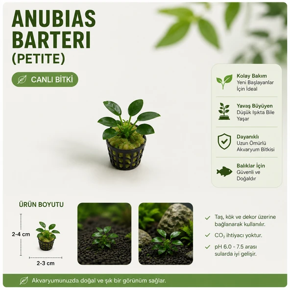 Anubias Berteri Var Nana petite Canlı Bitki ürün görseli 1