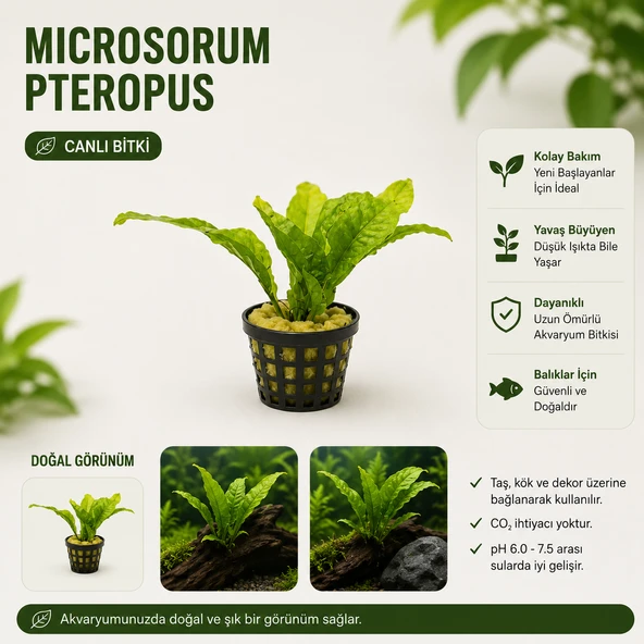 Microsorum Pteropus Saksı  Canlı Bitki ürün görseli 1