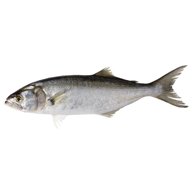 Kofana İri Adet (4'li Paket) ürün görseli 1