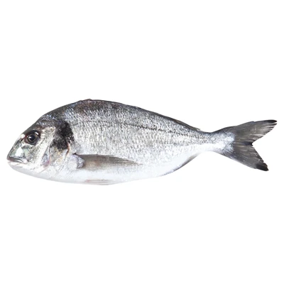 Çipura (0,8-1Kg) Kg (5'li Paket) ürün görseli 1