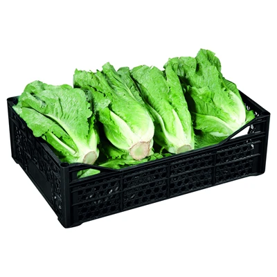 Marul Kasada 6Lı (8'li Paket) ürün görseli 1