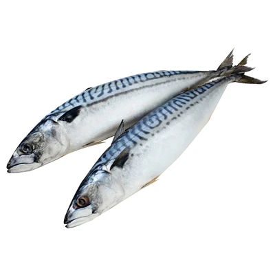 Coast Uskumru 20Kg 200-400 (7'li Paket) ürün görseli 1