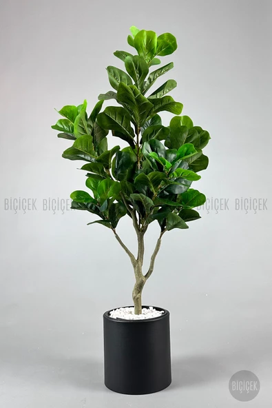 BİÇİÇEK Keman Yapraklı Kauçuk 150 Cm Si̇yah Metal Saksıda ürün görseli 1