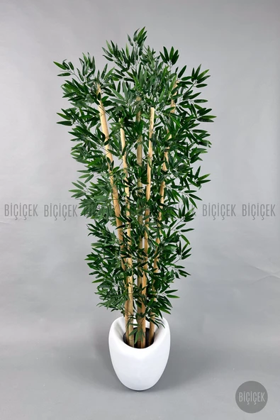 BİÇİÇEK Zen Bambu Ağacı 240 Cm Beyaz Bone Saksıda - Resim 5