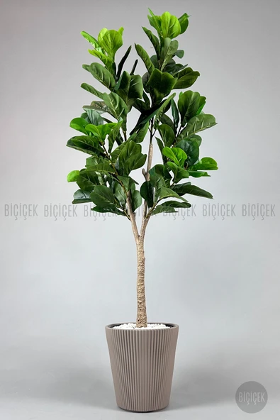 BİÇİÇEK Keman Yapraklı Kauçuk 150 Cm Mocha Luna Saksıda ürün görseli 1