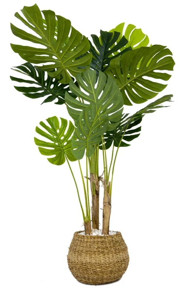 BİÇİÇEK Yapay Monstera Ağacı Deve Tabani 150 Cm Geoi̇t Hasir Saksıda ürün görseli 1