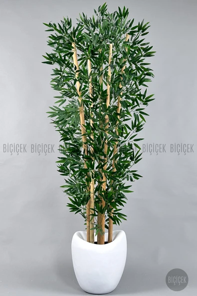 BİÇİÇEK Zen Bambu Ağacı 240 Cm Beyaz Bone Saksıda - Resim 6