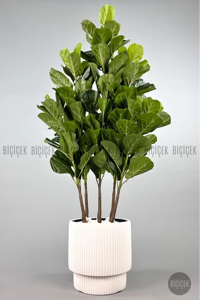 BİÇİÇEK Keman Yapraklı Kauçuk Bi̇tki̇si̇ 150cm 5 Gövdeli̇ 130 Yapraklı Beyaz Vega Saksıda ürün görseli 1