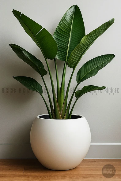 BİÇİÇEK Küre Saksı 51 Cm Mocha - Resim 5