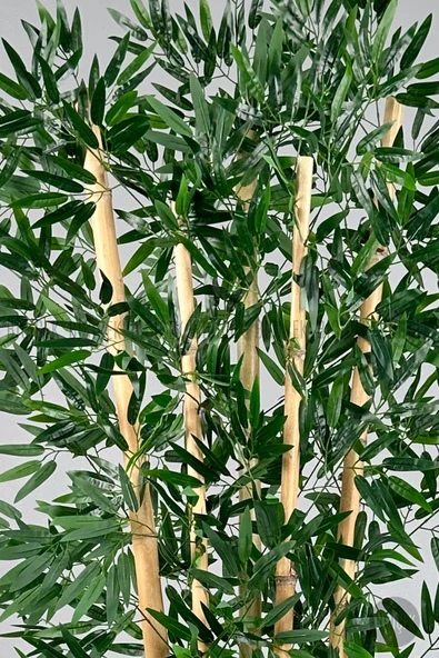 BİÇİÇEK Zen Bambu Ağacı 240 Cm Beyaz Bone Saksıda - Resim 3