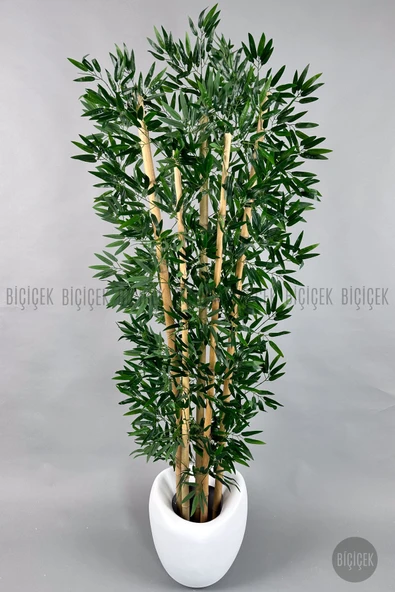 BİÇİÇEK Zen Bambu Ağacı 240 Cm Beyaz Bone Saksıda - Resim 7