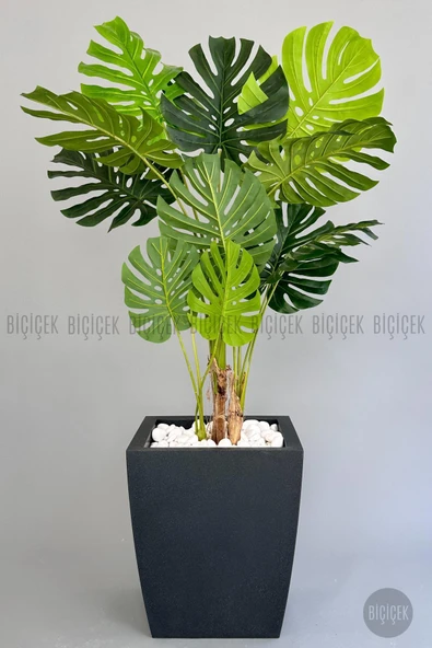 BİÇİÇEK Yapay Monstera Ağacı Deve Tabani 180 Cm Antresi̇t Kemer Saksıda ürün görseli 1