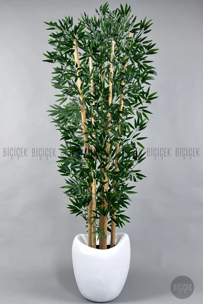 BİÇİÇEK Zen Bambu Ağacı 240 Cm Beyaz Bone Saksıda - Resim 4