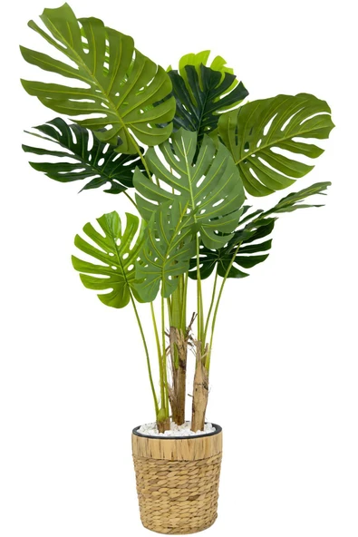 BİÇİÇEK Yapay Monstera Ağacı Deve Tabani 150 Cm Su Sümbülü Hasir Saksıda ürün görseli 1