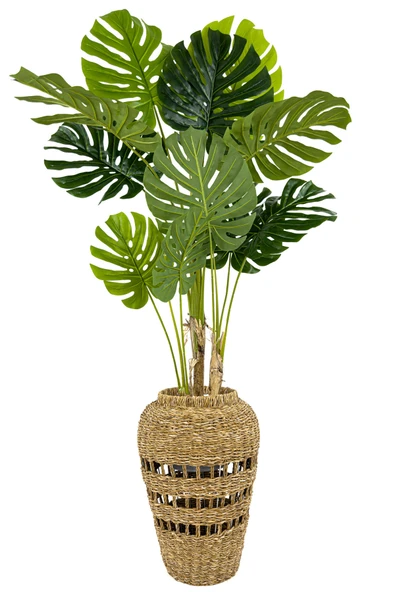 BİÇİÇEK Yapay Monstera Ağacı Deve Tabani 180 Cm İskandi̇nav Saksıda ürün görseli 1