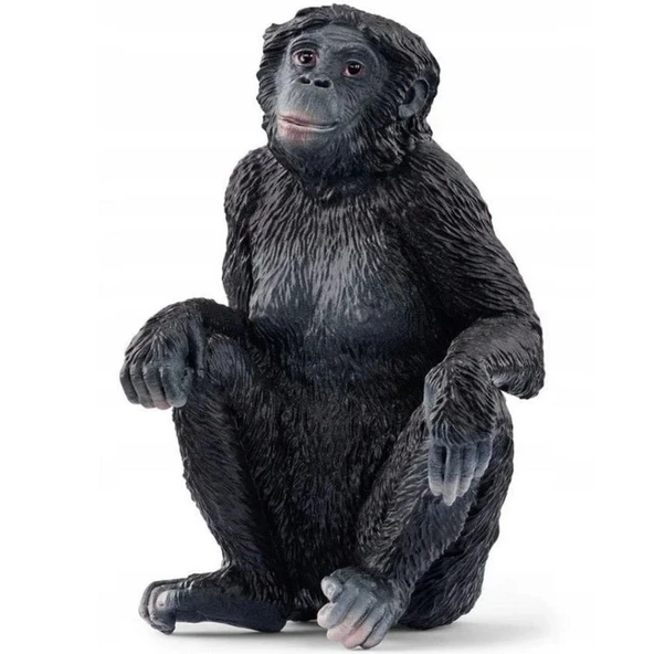 Bonobo ürün görseli 1