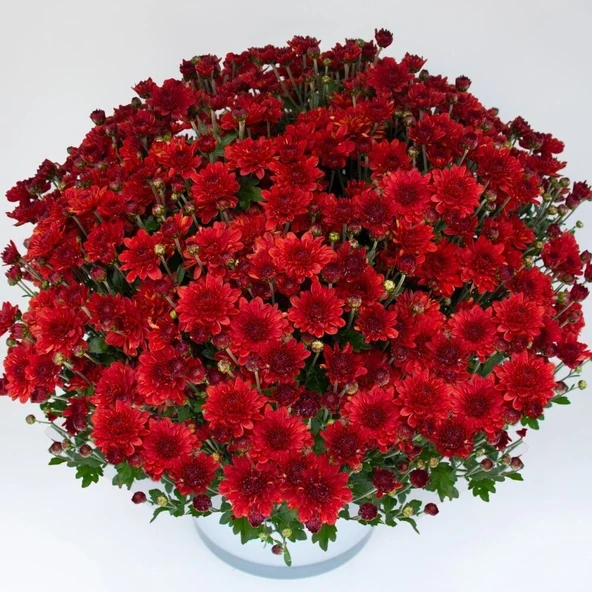 Branroyal Scarlet Kasımpatı Çiçeği Fidesi (1 Adet) ürün görseli 1