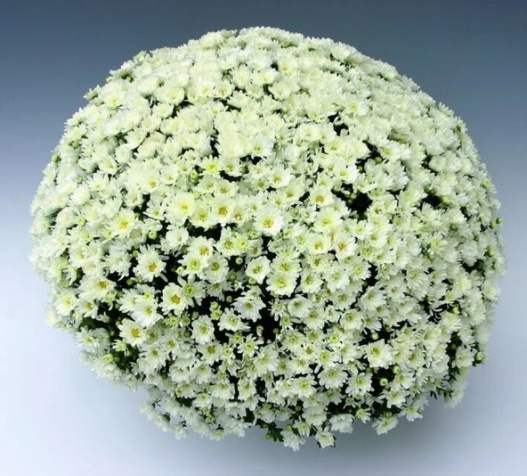 Branroyal White Beyaz Renkli Kasımpatı Çiçeği Fidesi (1 Adet) ürün görseli 1