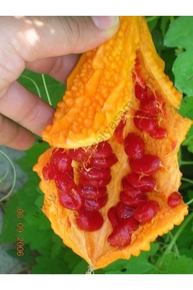 Arzuman Kudret Narı Tohumu ürün görseli 1