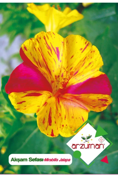 Akşam Sefası (mirabilis Jalapa) Çiçek Tohumu 25 Adet ürün görseli 1