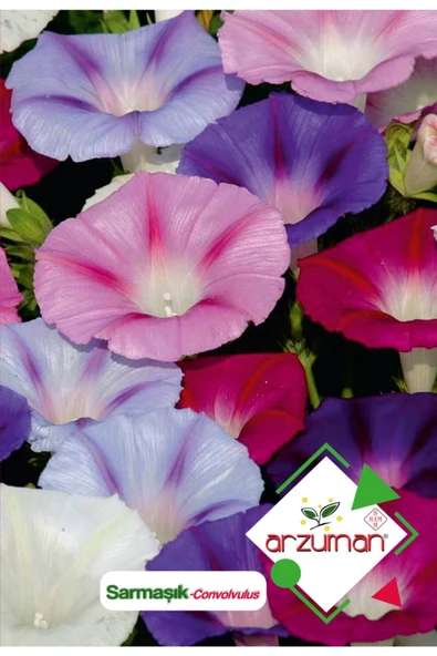 Sarmaşık (convolvulus) Çiçek Tohumu 50 Adet ürün görseli 1