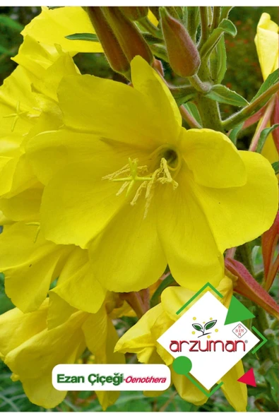 Ezan Çiçeği (oenothera) Çiçek Tohumu 100 Adet ürün görseli 1