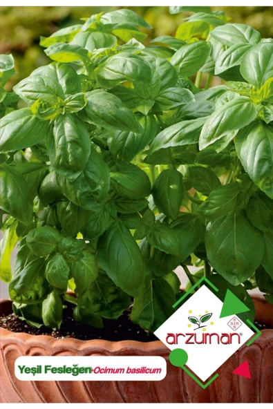 Yeşil Fesleğen - Yeşil Reyhan (ocimum Basilicum) Çiçek Tohumu 100 Adet ürün görseli 1