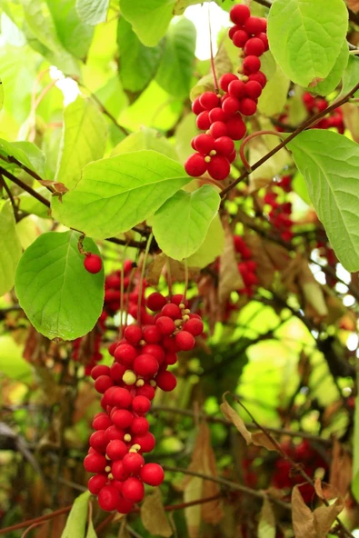 Şizandra Üzüm Fidanı (Schisandra Chinensis) 2 Yaş 1.5 lt Saksıda ürün görseli 1
