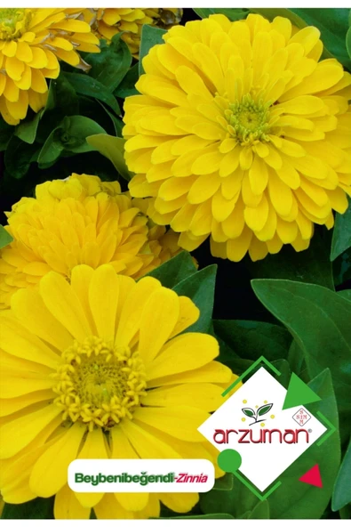 Beybenibeğendi (zinnia) Çiçek Tohumu 30 Adet ürün görseli 1