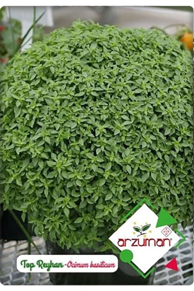 Top Reyhan (fesleğen) (100 Adet) ürün görseli 1