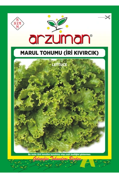 İri Kıvırcık Marul Tohumu 10 gr ürün görseli 1