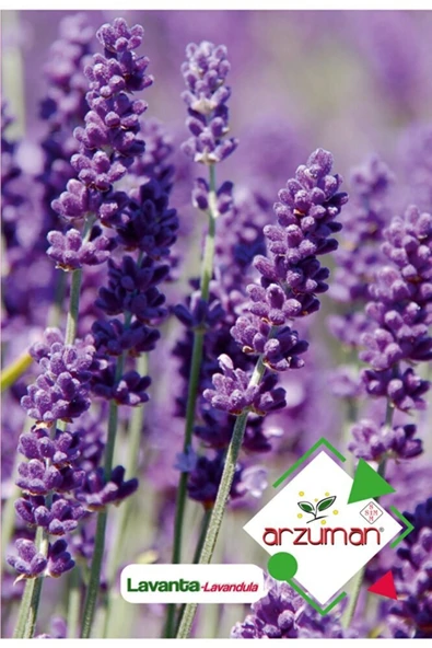 Lavanta (lavandula) Çiçek Tohumu 100 Adet ürün görseli 1