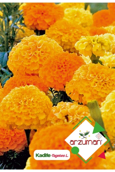 Kadife (tagetes L.) Çiçek Tohumu 50 Adet ürün görseli 1