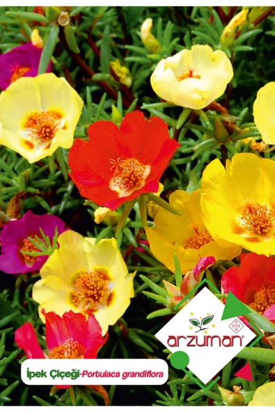 Ipek (portulaca Grandiflora) Çiçek Tohumu 100 Adet ürün görseli 1