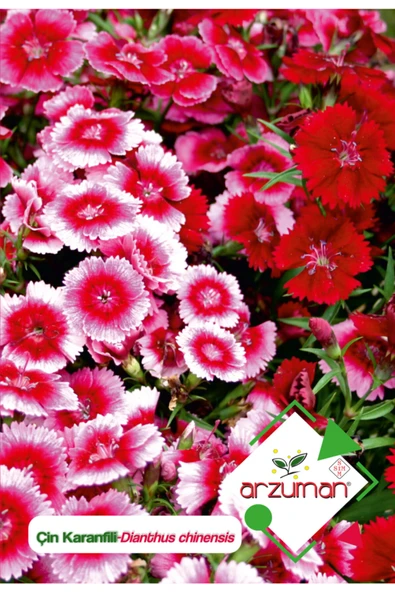 Çin Karanfili (dianthus Chinensis) Çiçek Tohumu 100 Adet ürün görseli 1