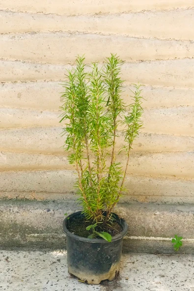 Biberiye 60 cm 1.5 lt Saksıda ürün görseli 1