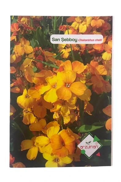 Sarı Şebboy Çiçeği Tohumu (100 ADET) ürün görseli 1
