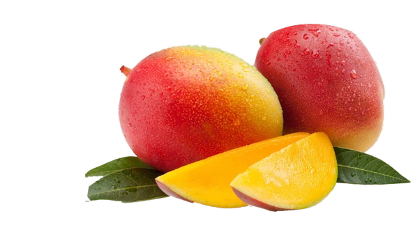KENT MANGO FİDANI 2 YAŞ 70 CM (YERLİ ve ORGANİK ÜRETİM) ürün görseli 1