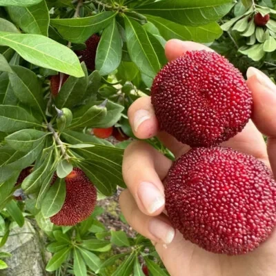 ÇİN ÇİLEK AĞACI FİDANI 5 YAŞ 150 CM ürün görseli 1