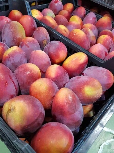 İRWİN MANGO FİDANI 2 YAŞ 70 CM (YERLİ ve ORGANİK ÜRETİM) ürün görseli 1