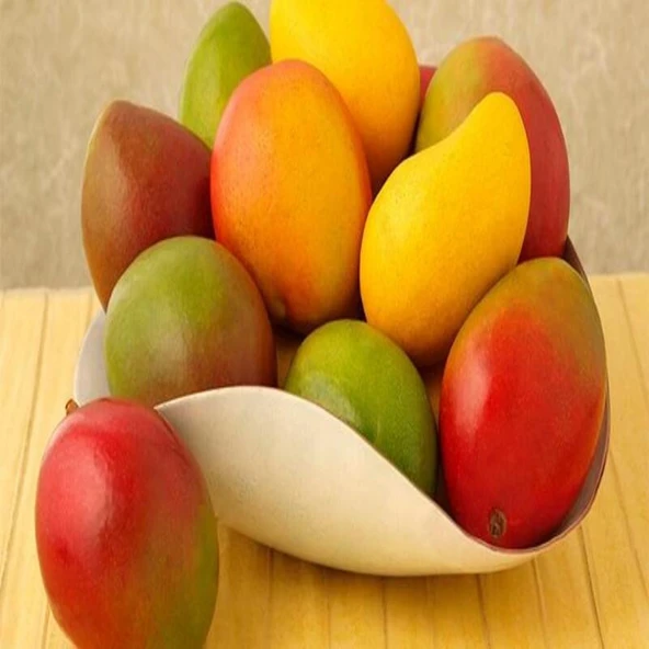 AŞISIZ MANGO FİDANI 2 YAŞ (2 ADET) - Resim 3