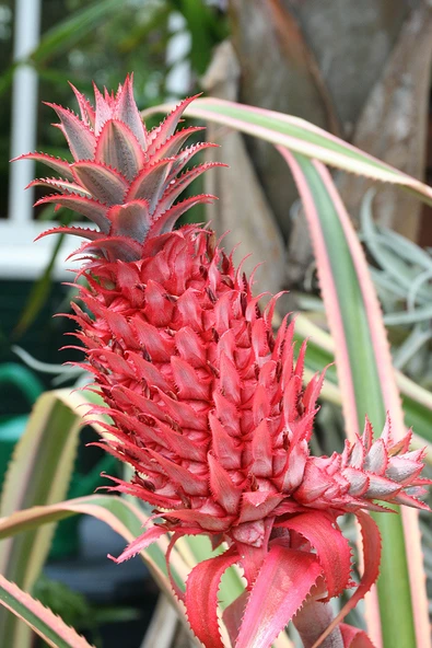 KIRMIZI ANANAS FİDANI 3 YAŞ 50 CM ürün görseli 1