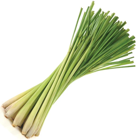 LEMON GRASS FİDESİ - Resim 2