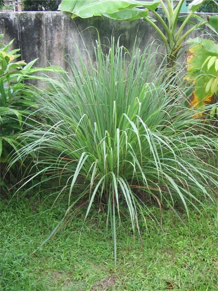 LEMON GRASS FİDESİ ürün görseli 1
