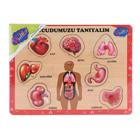 ONY287 288 Ahşap Tutmalı Vücumuzu Tanıyalım ürün görseli 1