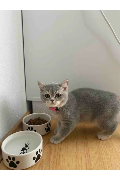 2 Adet Yüksek Kalite (12.5 CM, 400 ML) Seramik Kedi Ve Köpek Mama Su Kabı ürün görseli 1