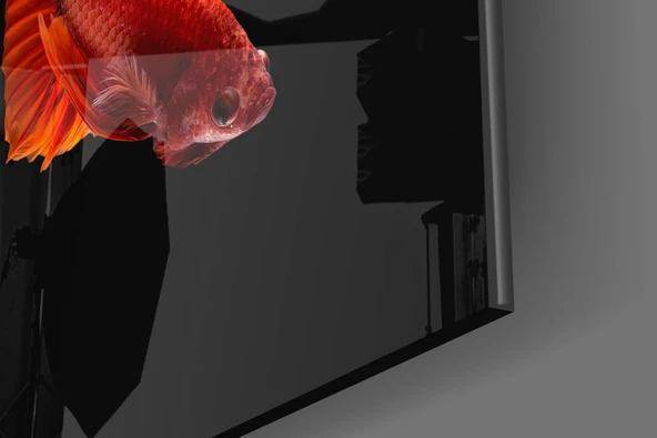 Betta'nın Dansı Cam Tablo - Resim 7